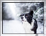 Śnieg, Border collie, Pies, Zima, Gałązki